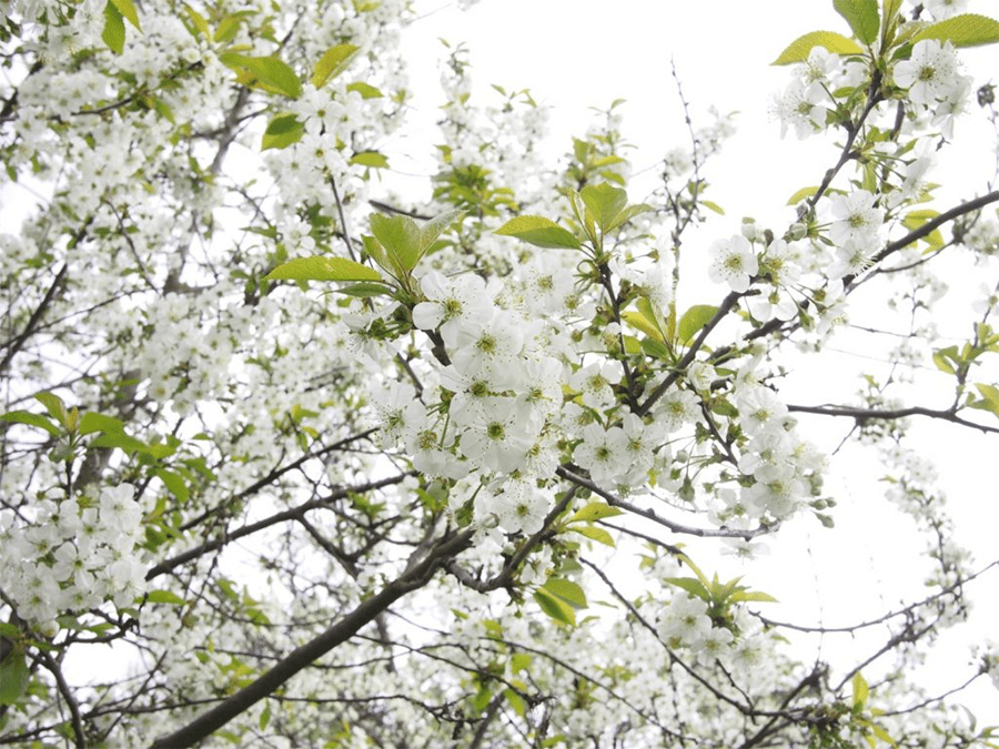 hoa mận lào cai