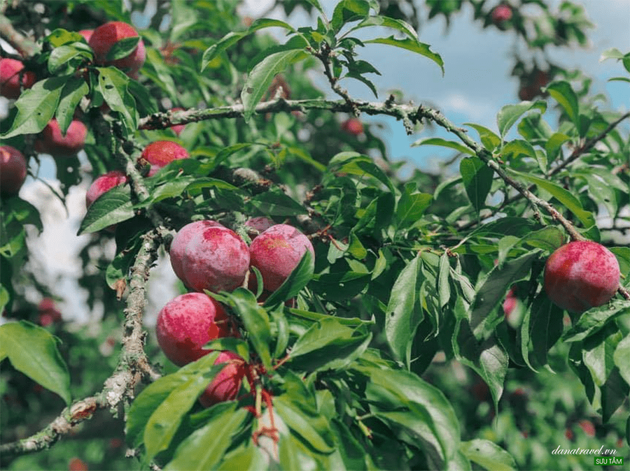 Mùa mận chín Mộc Châu – Cánh đồng mận rực rỡ sắc màu