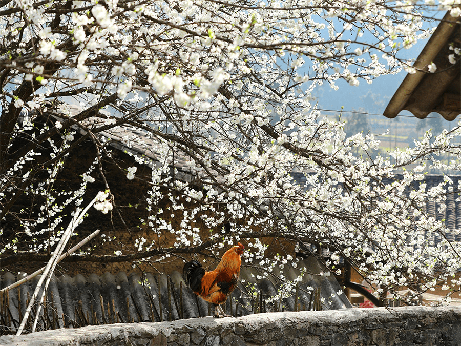 hoa mận hà giang