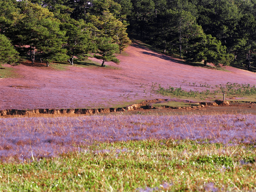 cỏ hồng đà lạt