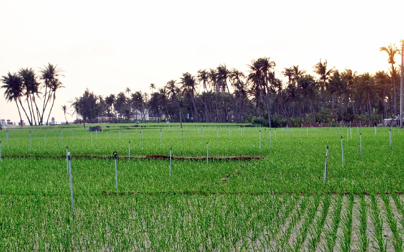 Cánh đồng tỏi Lý Sơn 
