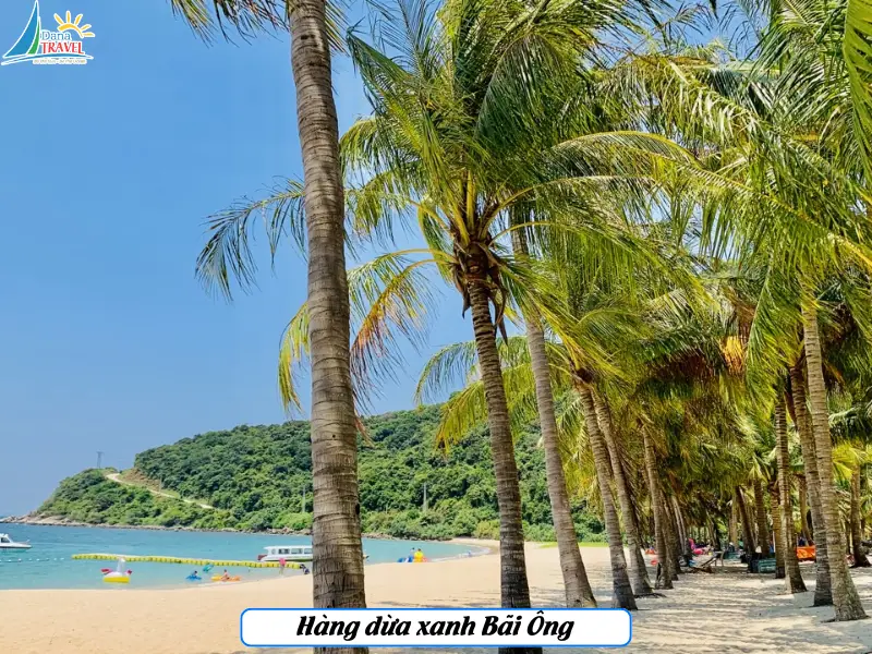 Hàng dừa xanh Bãi Ông