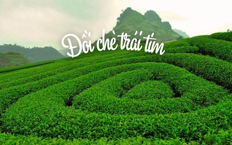 Đồi chè trái tim