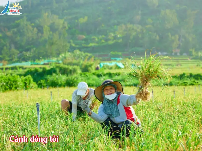 Cánh đồng tỏi Lý Sơn