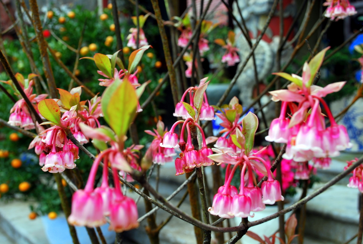 hoa dao chuong du lich ba na