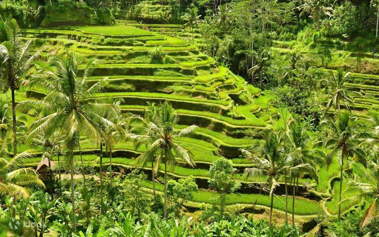 Khám phá Ubud và ruộng bậc thang Tegalalang