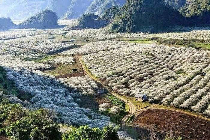 Thung lũng mận Nà Ka