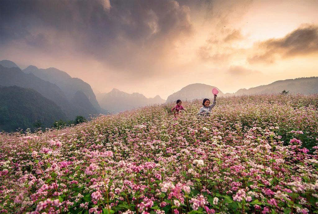Mùa hoa tam giác mạch
