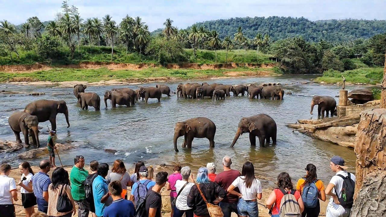 Gặp gỡ những chú voi tại Pinnawala