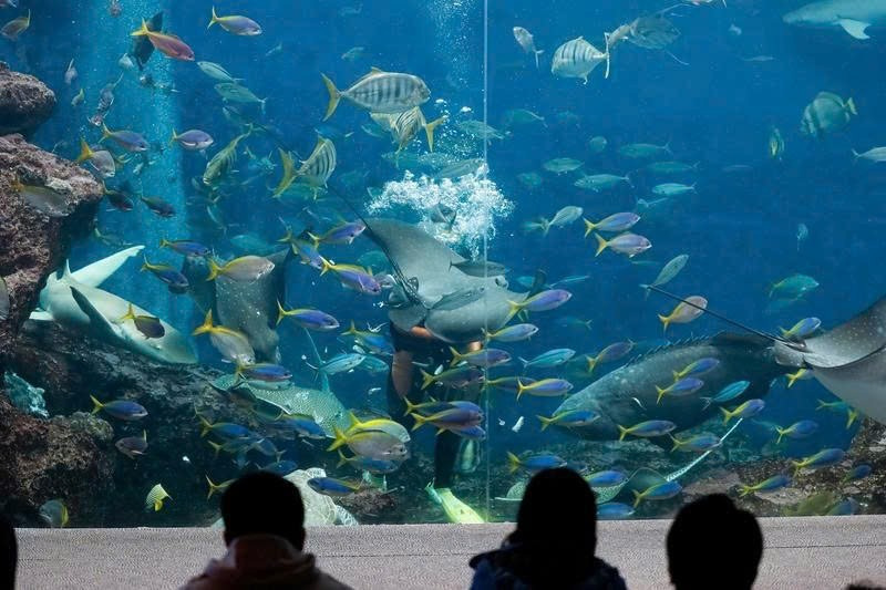 Thủy cung Kamogawa Sea World