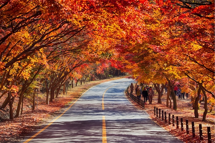 seoul forest