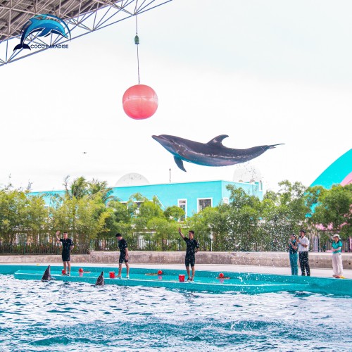 SHOW BIỂU DIỄN CÁ HEO TẠI ĐÀ NẴNG