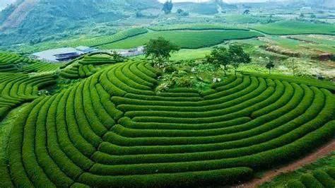 Tour Mộc Châu 2 ngày 1 đêm từ Hà Nội sẽ đi đâu ?