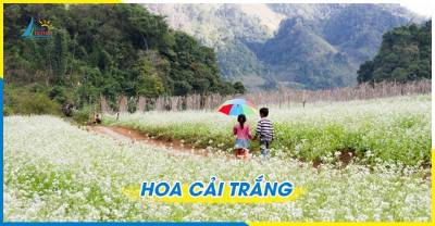 Tour Mộc Châu - Cầu Kính Bạch Long - Săn Mây Tà Xùa 2 ngày 1 đêm