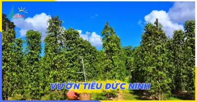 Tour ghép Sài Gòn - Phú Quốc - Sài Gòn 3 ngày 2 đêm